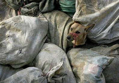 Zwierzęta na Ukrainie